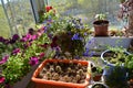 Beautiful garden on the balcony with different flowers and plants in containers and pots. Petunia and lobelia flowers, hot pepper Royalty Free Stock Photo