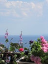 Beautiful garden on the balcony with flowering petunia and dolichos lablab on the background of blue river and sky