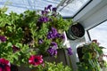 Beautiful garden on the balcony with flowering petunias in container. Indoor is summer and outdoor is winter