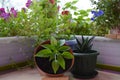 Beautiful garden on the balcony with flowers, herbs and succulents. Lobelia, aloe and hot pepper grow in pots Royalty Free Stock Photo