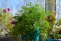 Beautiful garden on the balcony with green chervil on the background of petunia flowers Royalty Free Stock Photo