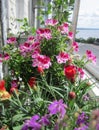 Beautiful garden on the balcony. Pink flowers of geranium bloom in the summer