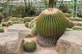 Beautiful garden of big cactus plants Royalty Free Stock Photo