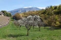 Beautiful garden with blooming cherry tree