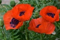 Beautiful Garden with Blooming Orange Oriental Poppies