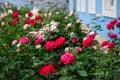 Beautiful garden with blooming roses near blue house