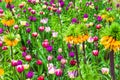 Beautiful garden with blooming vivid tulips