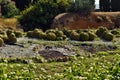 Beautiful garden with cactus, palm, flowers, plant, tree, park in Old Alcudia town