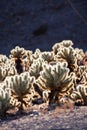 Beautiful garden of Cholla cactus Royalty Free Stock Photo