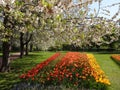 Beautiful garden with colorful tuip flowers Royalty Free Stock Photo