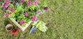 Beautiful garden composition with petunia flower seedlings in a wooden garden box or crate surrounded by garden tools and Royalty Free Stock Photo