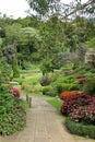 Beautiful garden, cultivated plants and flowers