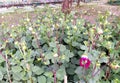 Beautiful garden decorated with lovely plants giving awesome look to the surroundings attracting lot of attentions from visitors