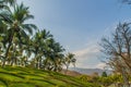 Beautiful garden decoration with rows of coconut palm trees with blue sky background and copy space for your text. Royalty Free Stock Photo