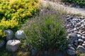 Beautiful Garden design. Blooming blossom lavender bush flowers close up view. Alpine landscaping. Lilac violet purple serene Royalty Free Stock Photo