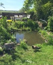 Beautiful garden and ducks