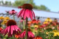 Beautiful garden filled with bright and colorful cone flowers in various hues