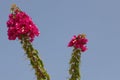 Beautiful garden flower against the sky, Bougainvillea variety Smarty Pants