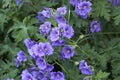 Beautiful garden flower bed on a lawn. Perennial purple cranesbill blossoms growing and thriving in spring. Colorful Royalty Free Stock Photo