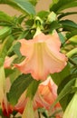 Beautiful garden flower Brugmansia suaveolens Royalty Free Stock Photo