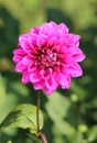 Beautiful garden flower Dahlia pinnata