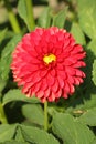 Beautiful garden flower Dahlia pinnata