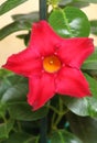 Beautiful garden flower Dipladenia hybridus Royalty Free Stock Photo