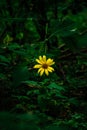 Beautiful garden flower at home