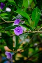 Beautiful garden flower at home