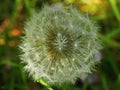 Beautiful garden flower with interesting colors,nice colored