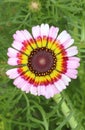 Beautiful garden flower Ismelia carinata in blossom