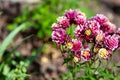 Beautiful garden flower in the summer. Aquilegia blue, pink, purple bud. Is also called an eagle or a catchment. Genus of