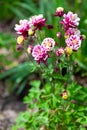 Beautiful garden flower in the summer. Aquilegia blue, pink, purple bud. Is also called an eagle or a catchment. Genus of