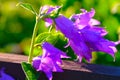 Beautiful garden flower - violet nature Royalty Free Stock Photo