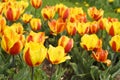 Beautiful garden flowers, bright tulips