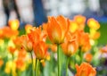 Beautiful garden flowers. Bright tulips in spring park. Urban landscape with decorative plants.