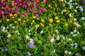 Beautiful garden flowers on the bushes. Green garden on a sunny summer day