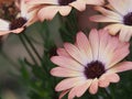 Daisybush, African Daisy - Osteospermum Royalty Free Stock Photo