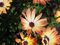 Daisybush, African Daisy - Osteospermum Royalty Free Stock Photo