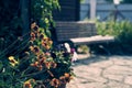 Beautiful garden flowers. Natural summer background on a wooden bench with space to copy Royalty Free Stock Photo