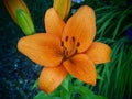 Beautiful garden flowers orange color with interesting colors