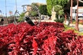 Beautiful garden in front of the city hall of Murcia