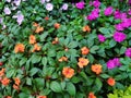 beautiful garden full of flowers impatiens of various colors