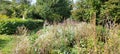 Beautiful garden in Germany in September Royalty Free Stock Photo