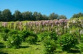 Beautiful garden with giant plant of wisteria in the spring season