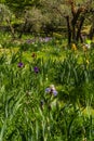 Beautiful garden at the Giardino delll`Iris in Florence Italy Royalty Free Stock Photo