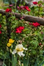 Beautiful garden at the Giardino delll`Iris in Florence Italy Royalty Free Stock Photo