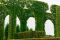 Beautiful garden with green hedges