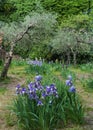 Beautiful garden and Iris Lilly  the Giardino delll`Iris in Florence Italy Royalty Free Stock Photo