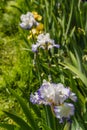 Beautiful garden and Iris Lilly  the Giardino delll`Iris in Florence Italy Royalty Free Stock Photo